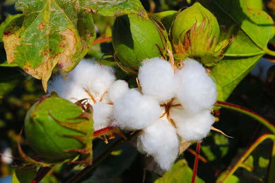 Selo BCI é a garantia da produção sustentável de algodão