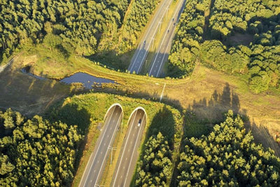 Ecoduto: a ponte verde que salva vidas e embeleza as estradas do mundo