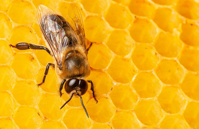 Ajude a salvar as abelhas e saiba mais sobre 5 produtos feitos do mel e outras curiosidades