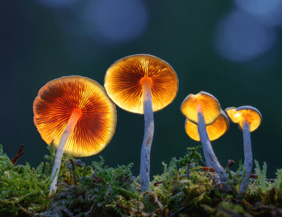 Os fungos se comunicando com o homem. Revolução no meio ambiente?