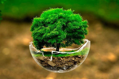 5 de junho é dia Mundial do Meio Ambiente: defenda a Natureza para salvar a Terra!