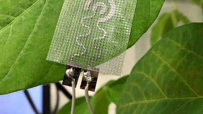 Conheça os sensores vestíveis para plantas: revolução na agricultura para aumentar a produção mundial de alimentos