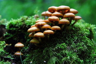 Você sabia que os cogumelos são super-importantes para o meio ambiente?
