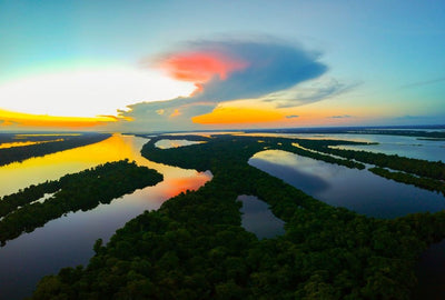 Amazônia: o que você pode fazer por ela?