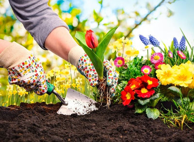 Tenha sua hortinha doméstica, aprendendo a arte da jardinagem orgânica!
