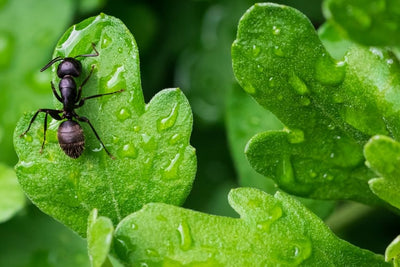 As formigas ajudam o meio ambiente e ensinam como viver numa sociedade organizada